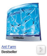 ant farm